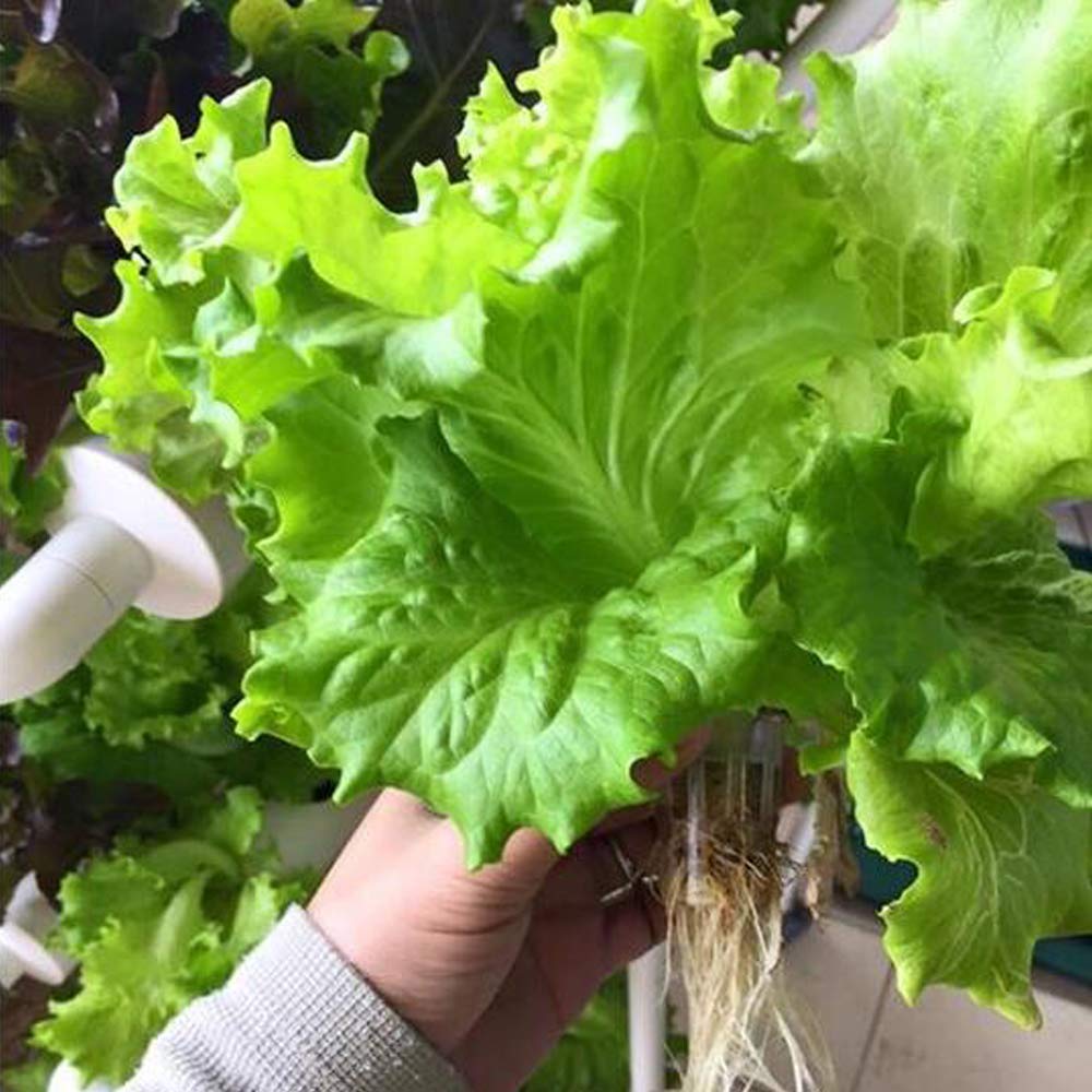 Sistema di Coltivazione Idropo - Hydroponic Growing System 36 Site recensione e prezzo