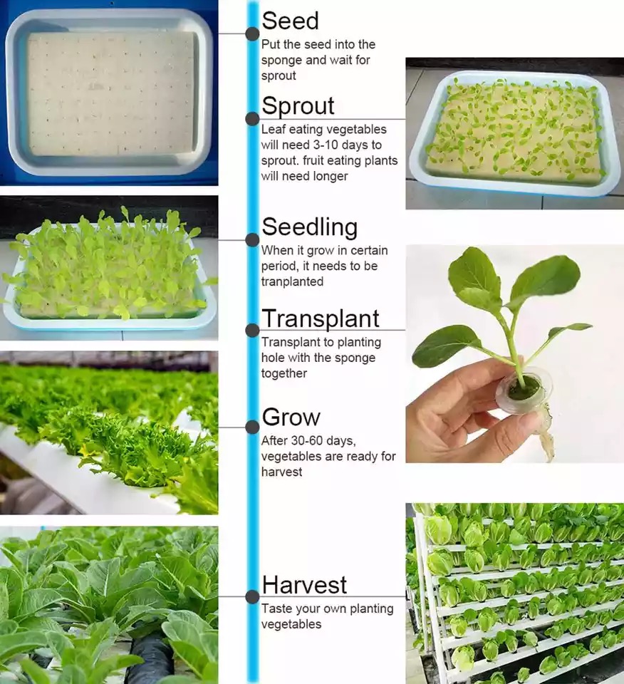 Fioriera idroponica per verdur - Hydroponic Growing System 36 Site recensione e prezzo